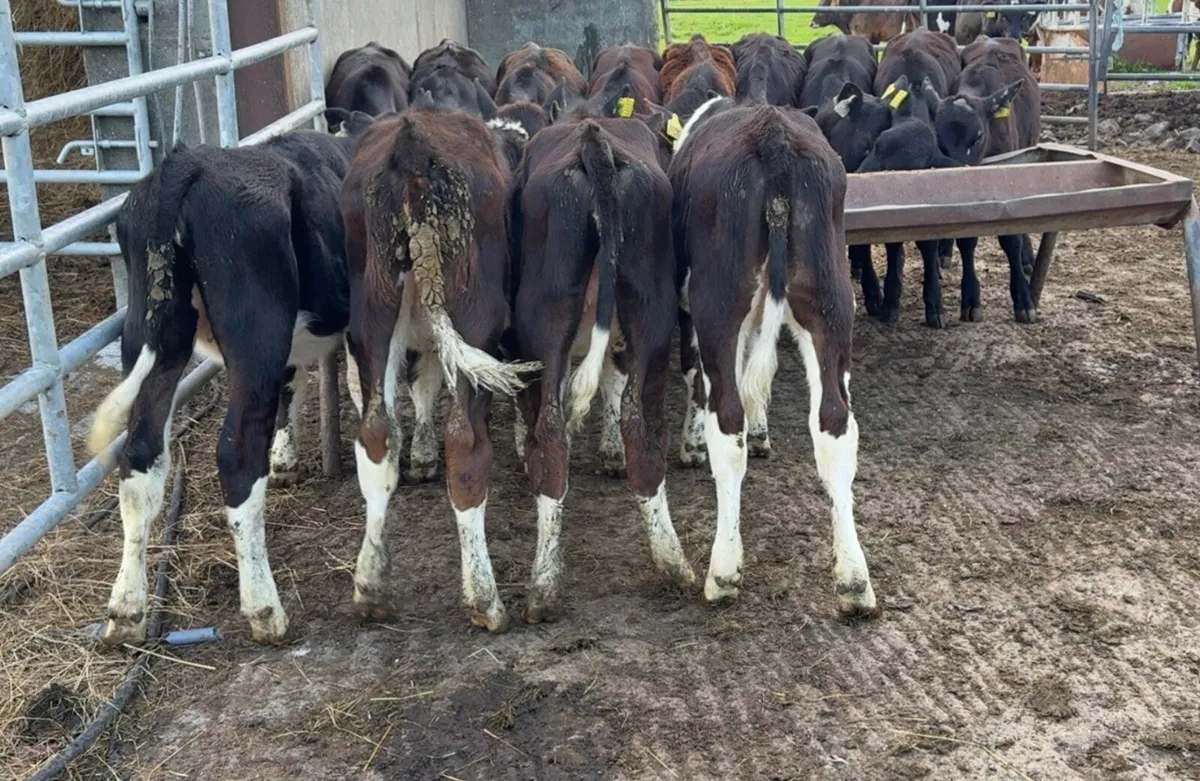 13 Super heifer runners - Image 3