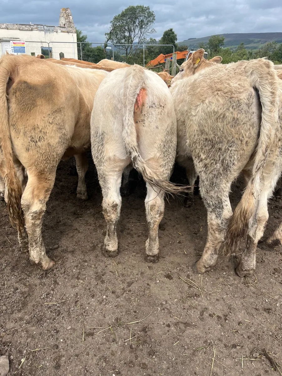 Store heifers - Image 4