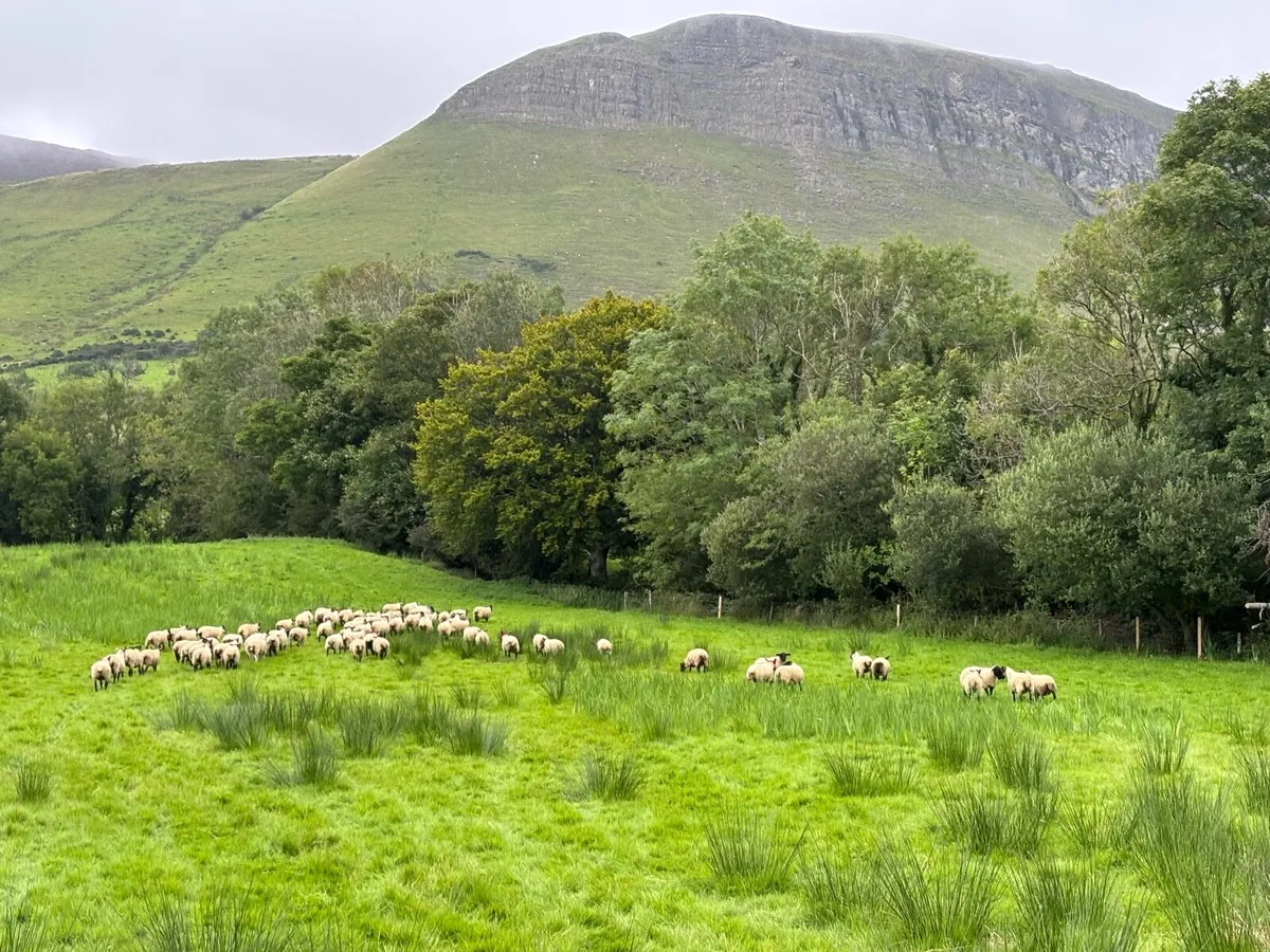 Suffolk x hoggetts for Manorhamilton Mart today. - Image 1