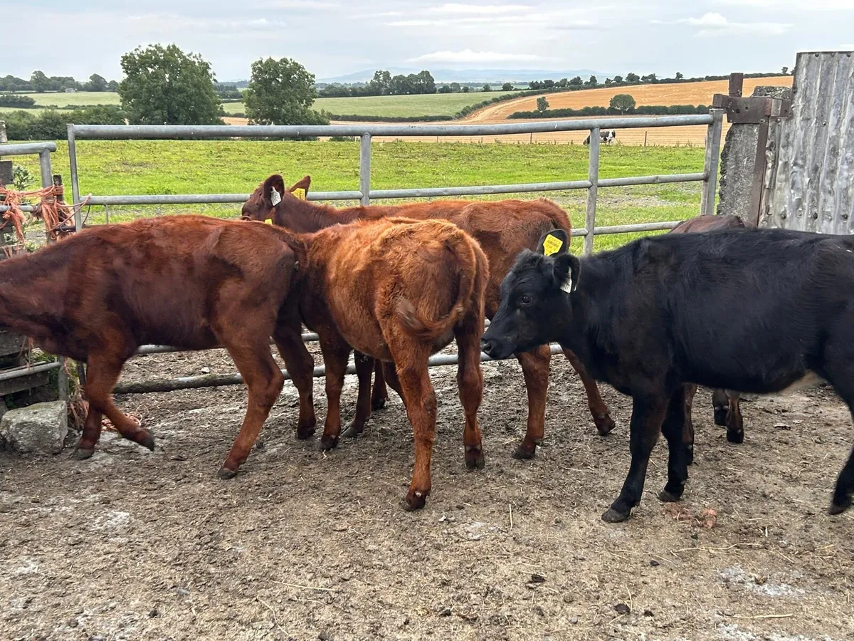 Heifers - Image 2