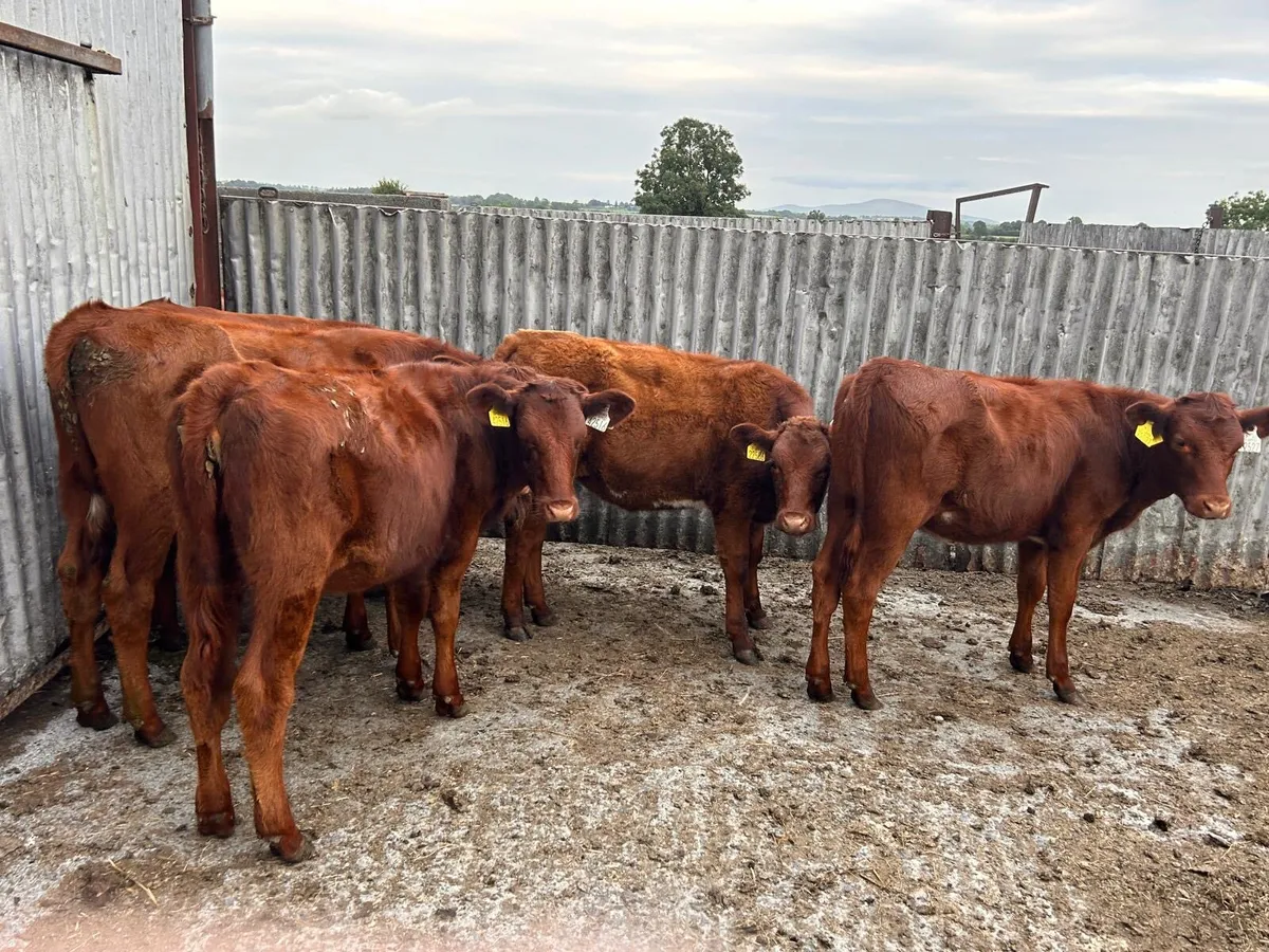 Heifers - Image 3