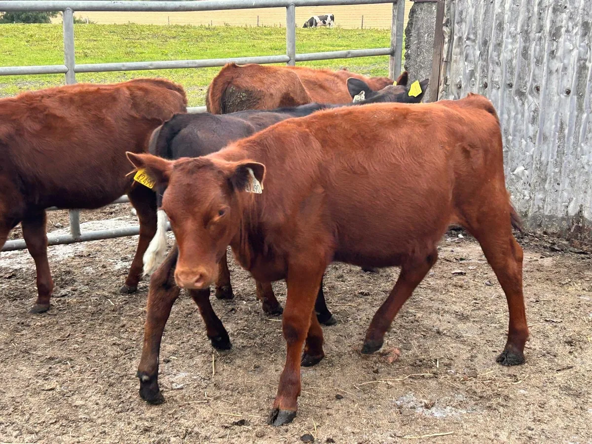 Heifers - Image 4