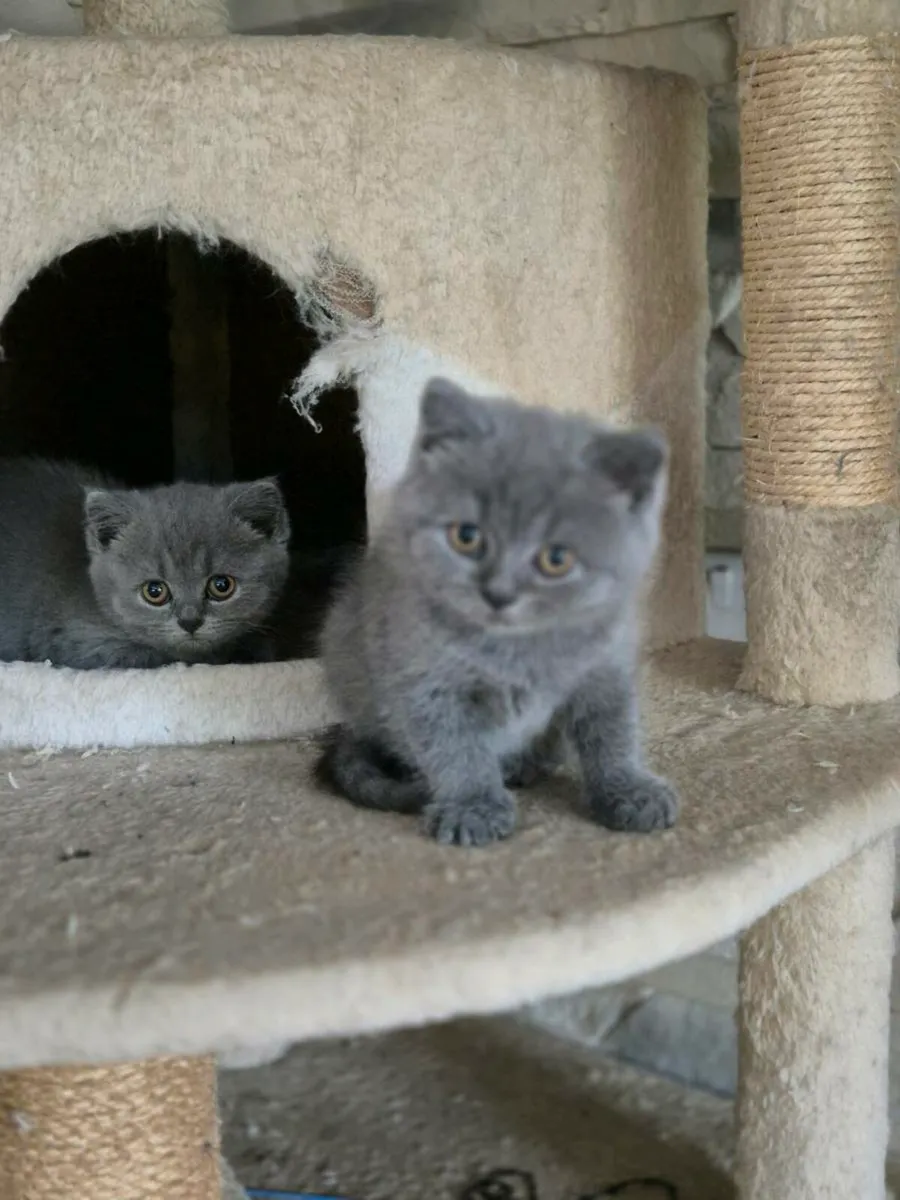 Cat - Image 2