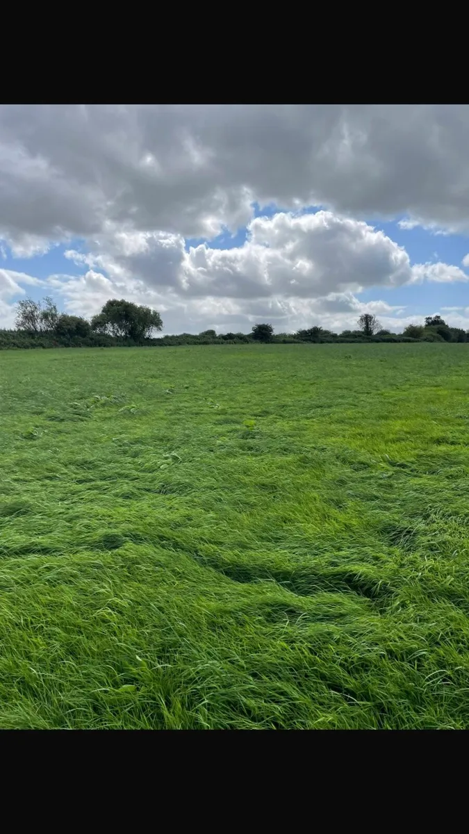 Second cut silage - Image 1