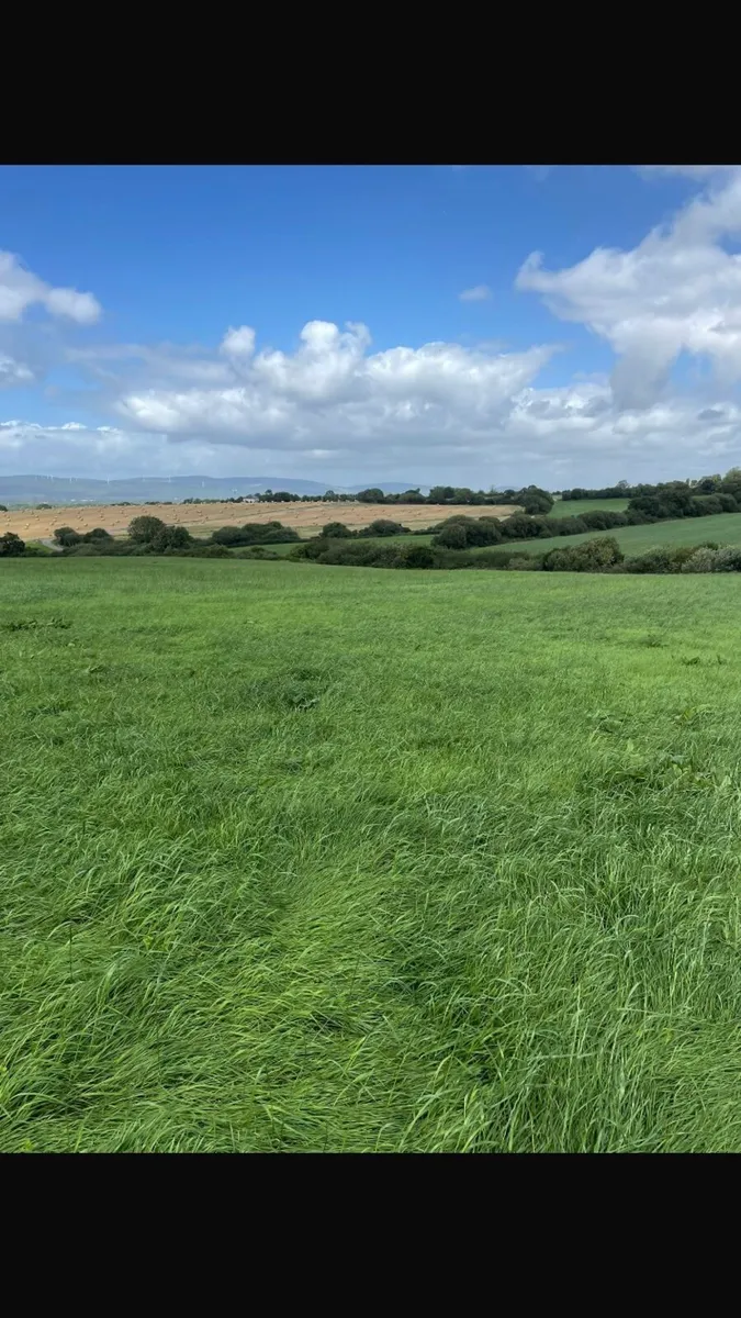 Second cut silage - Image 2