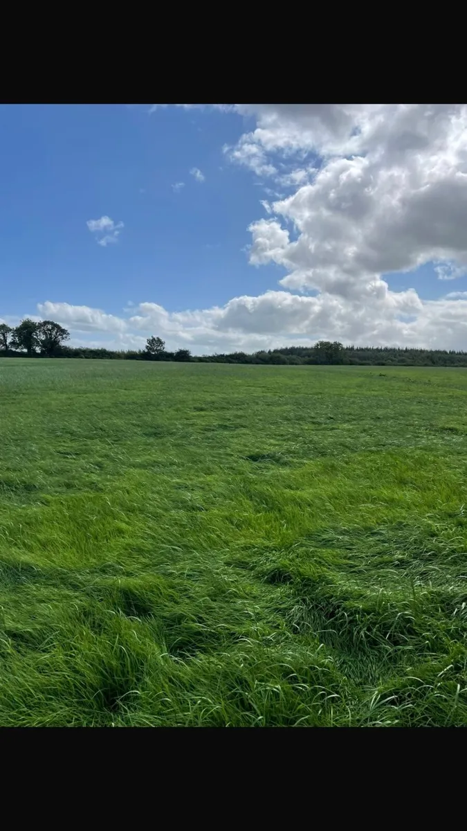 Second cut silage - Image 3