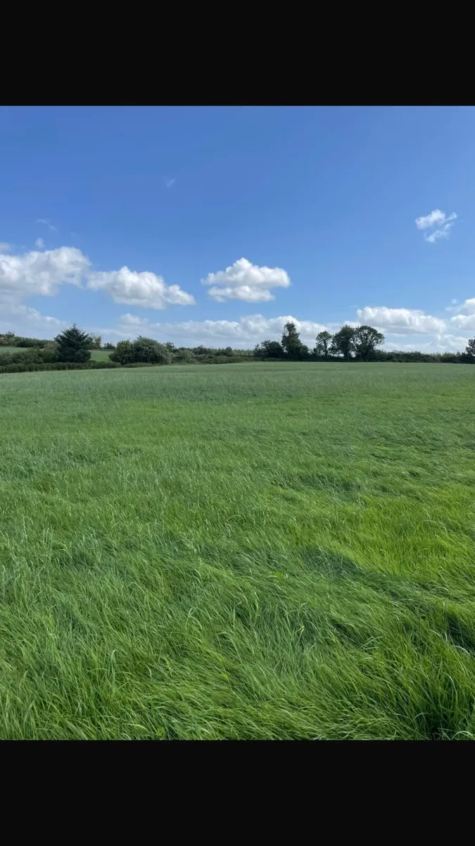 Second cut silage - Image 4