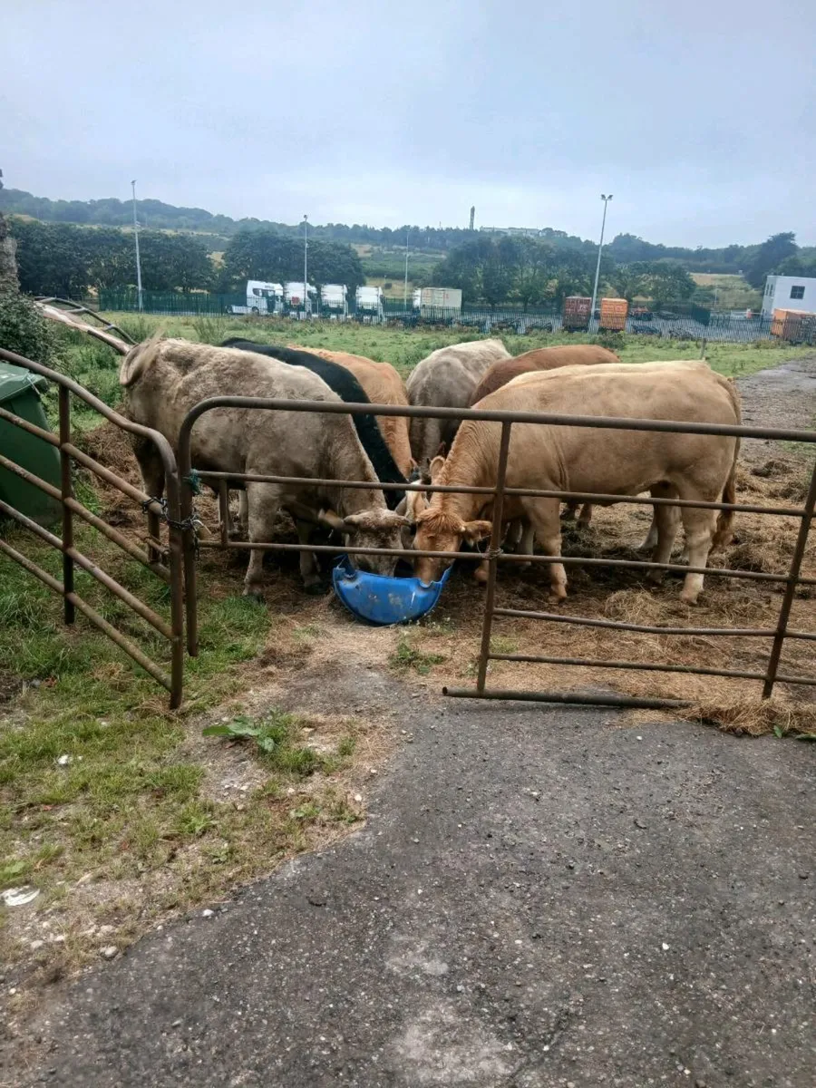 Charly heavy heifers - Image 1
