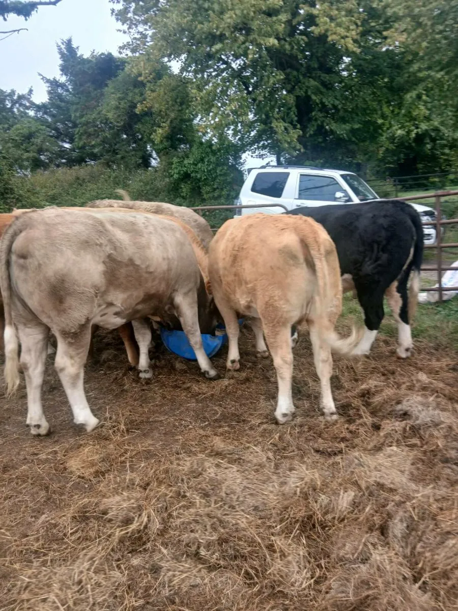 Charly heavy heifers - Image 2