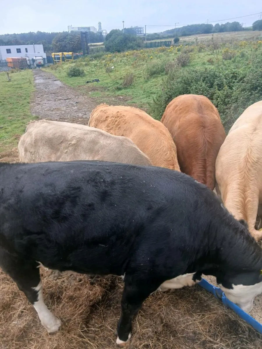 Charly heavy heifers - Image 4
