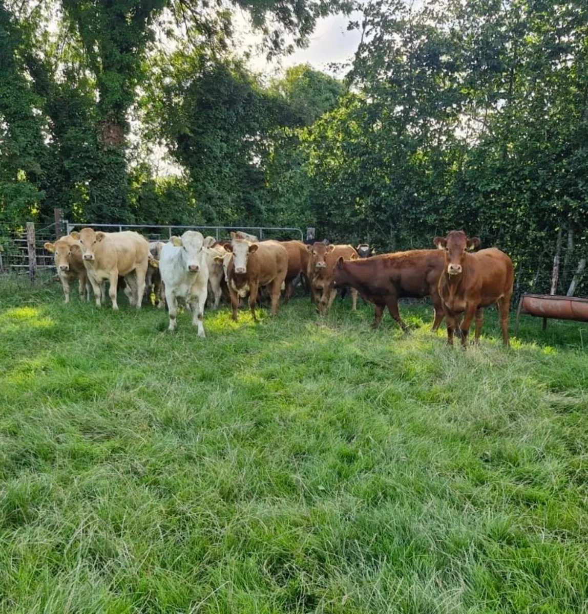 20 Super Continental Heifers - Image 1