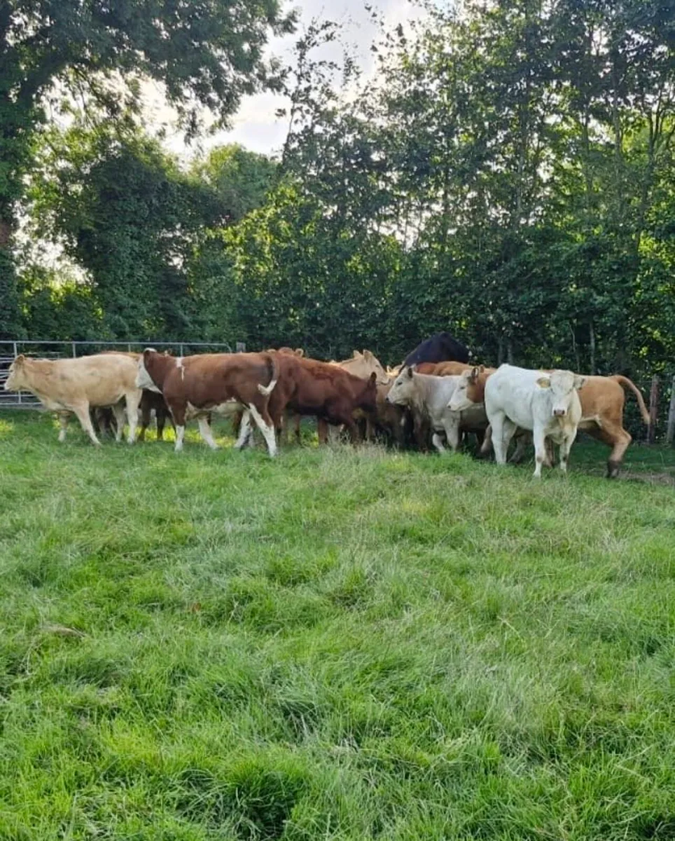 20 Super Continental Heifers - Image 2