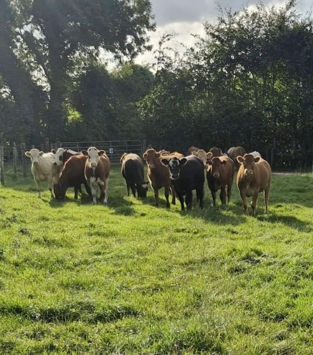 20 Super Continental Heifers - Image 4