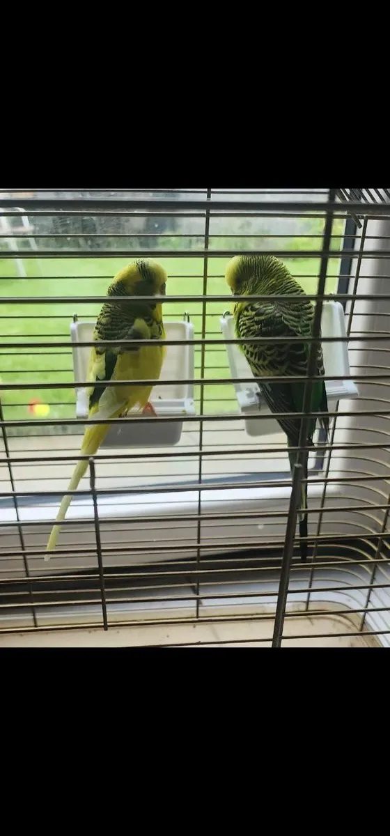 Beautiful Budgies with Cage - Image 2