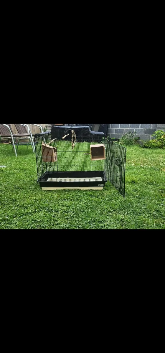 Beautiful Budgies with Cage - Image 1