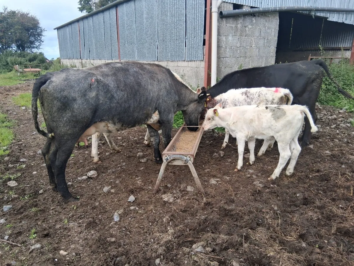 2 shorthorn outfits - Image 1