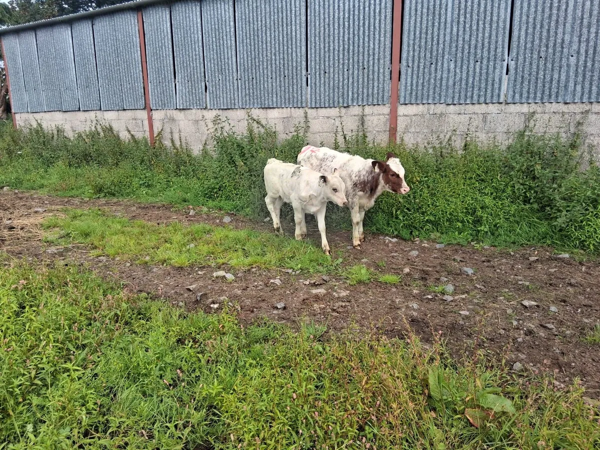 2 shorthorn outfits - Image 2