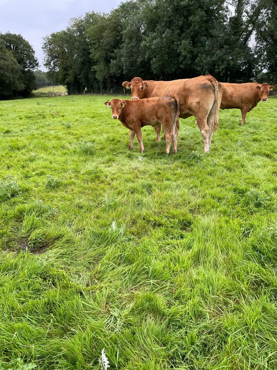 3 Cows with calves at foot - Image 1