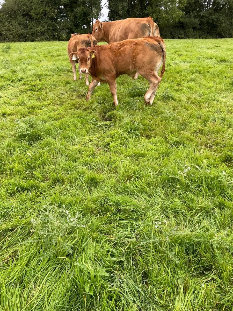 3 Cows with calves at foot - Image 2