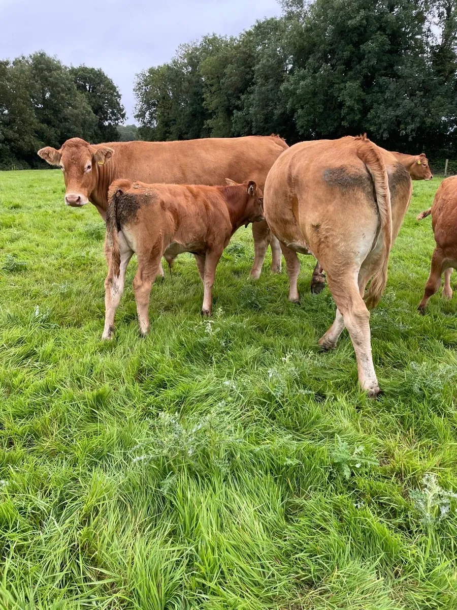 3 Cows with calves at foot - Image 3