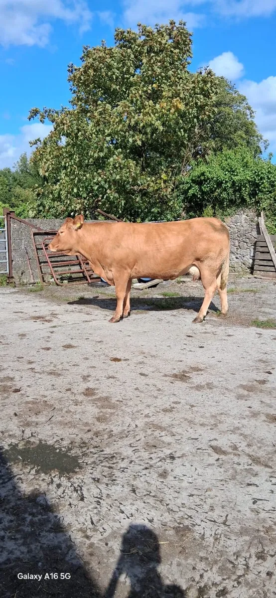 3 Cows with calves at foot - Image 4