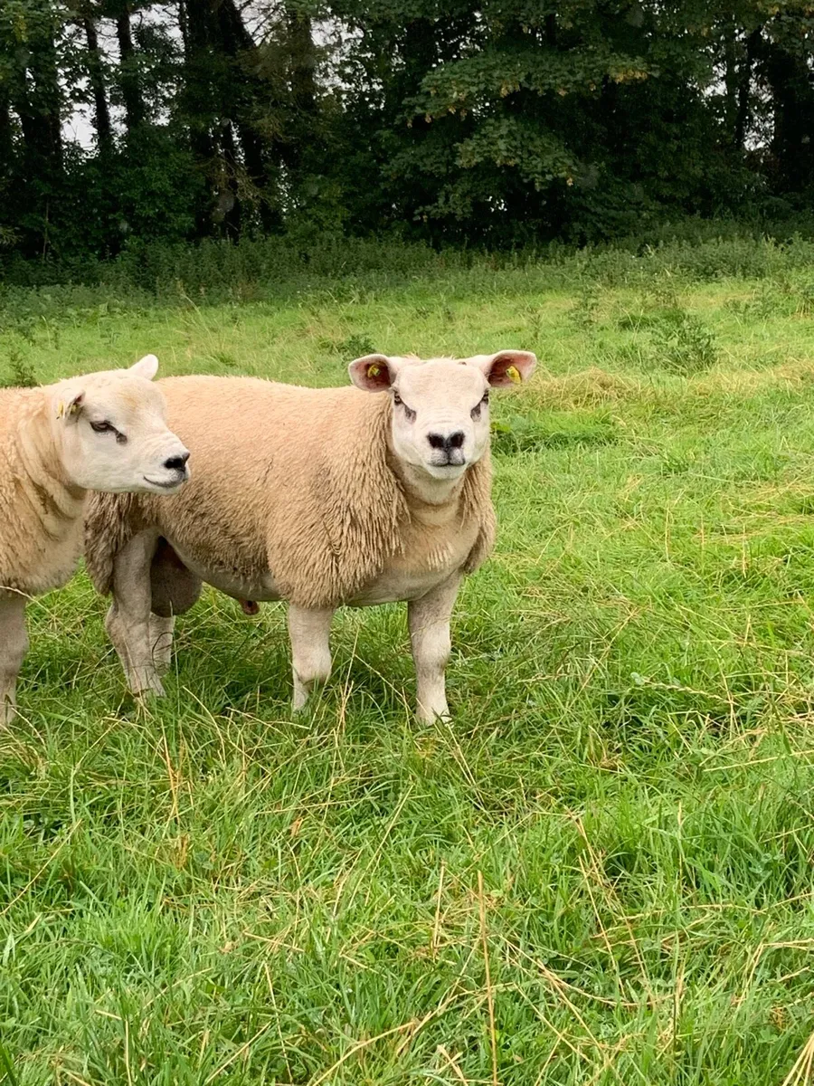 Texel rams - Image 2