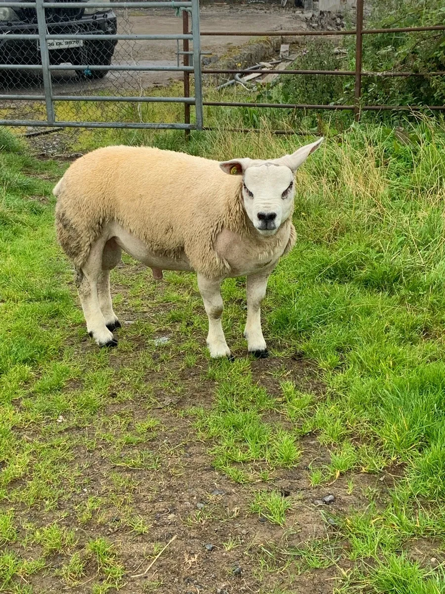 Texel rams - Image 3