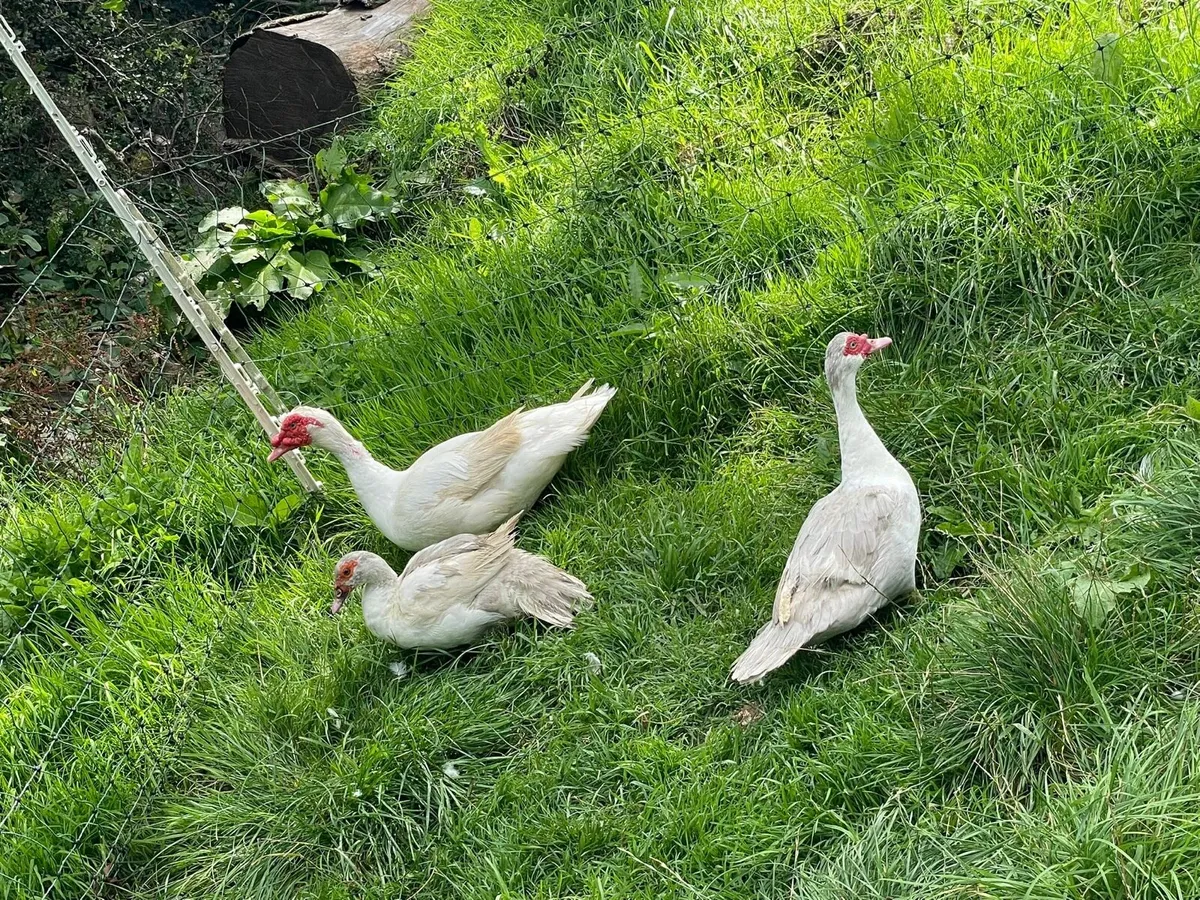 Brahma, Muscovy and Araucanas for sale - Image 2