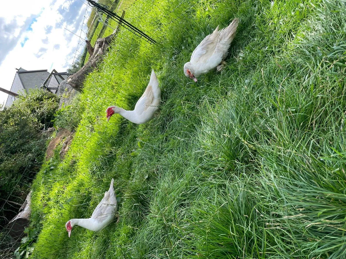 Brahma, Muscovy and Araucanas for sale - Image 3