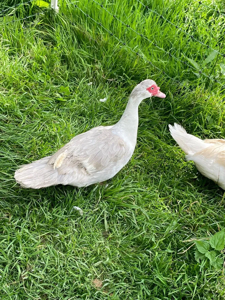 Brahma, Muscovy and Araucanas for sale - Image 4