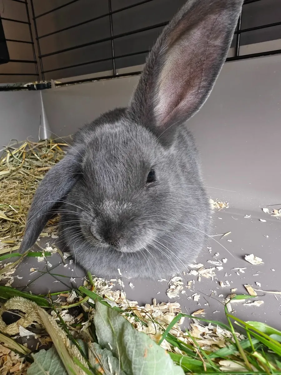 Adorable Baby Bunny For Sale - Image 2