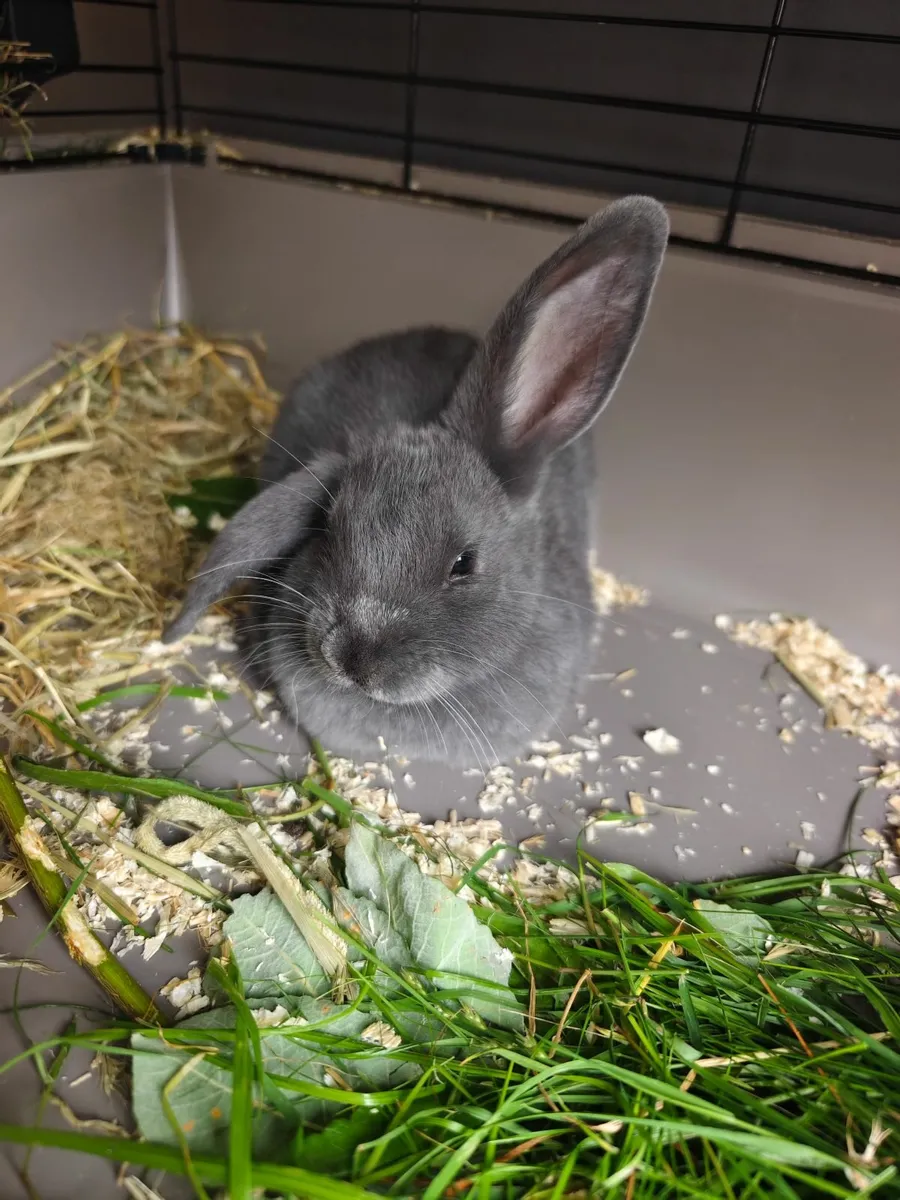 Adorable Baby Bunny For Sale - Image 3