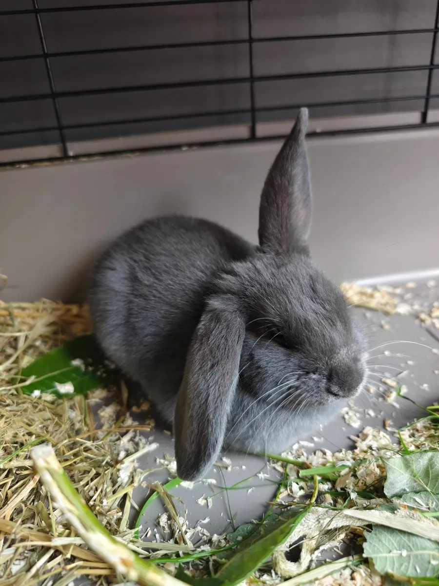 Adorable Baby Bunny For Sale - Image 4