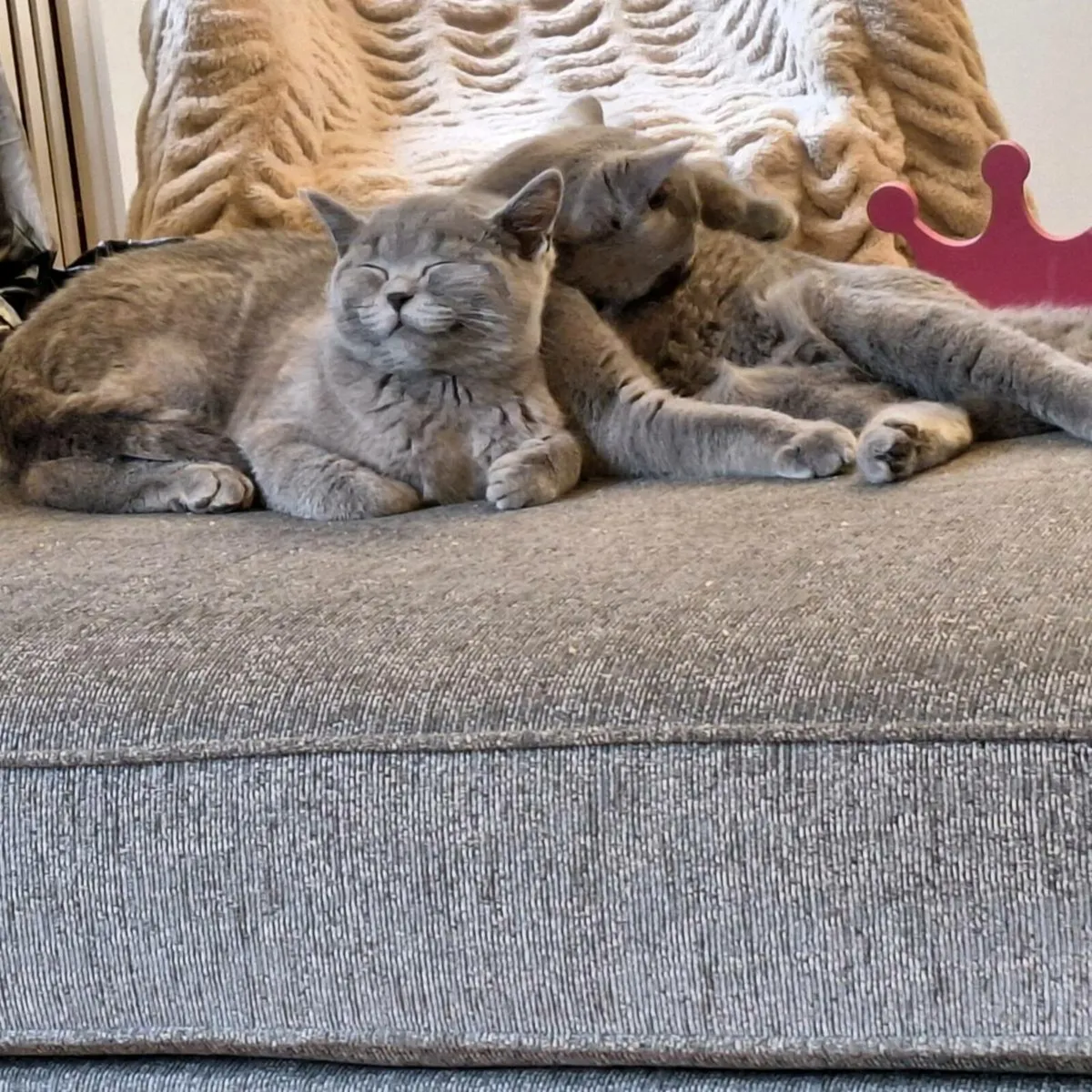 British shorthair kittens  😸 - Image 1