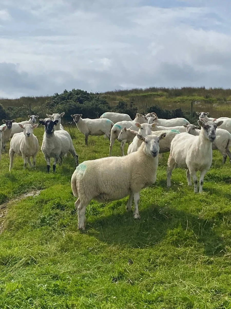Hoggets - Image 1