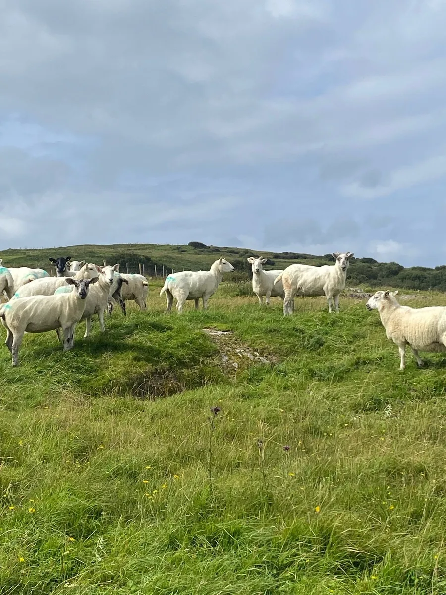 Hoggets - Image 2