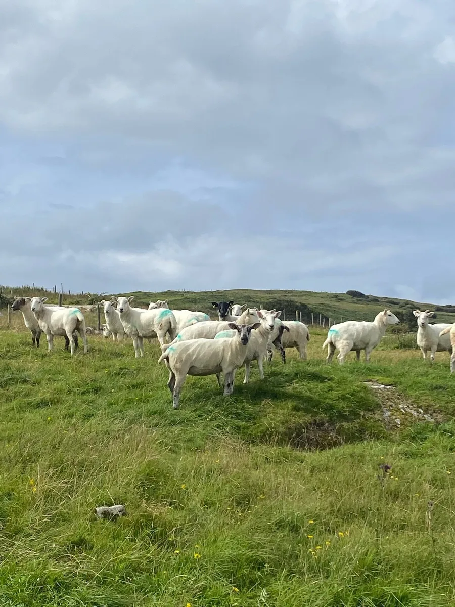 Hoggets - Image 3