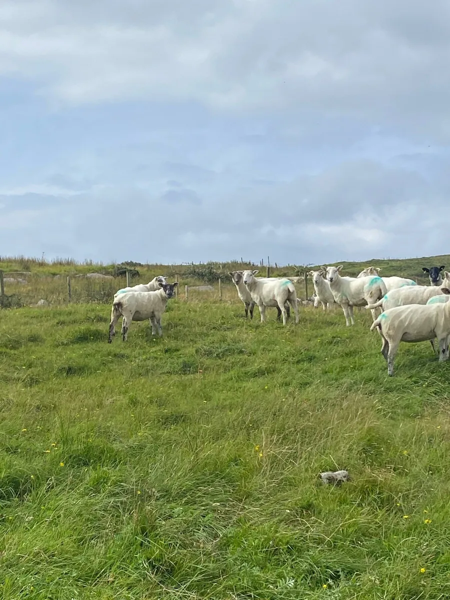 Hoggets - Image 4