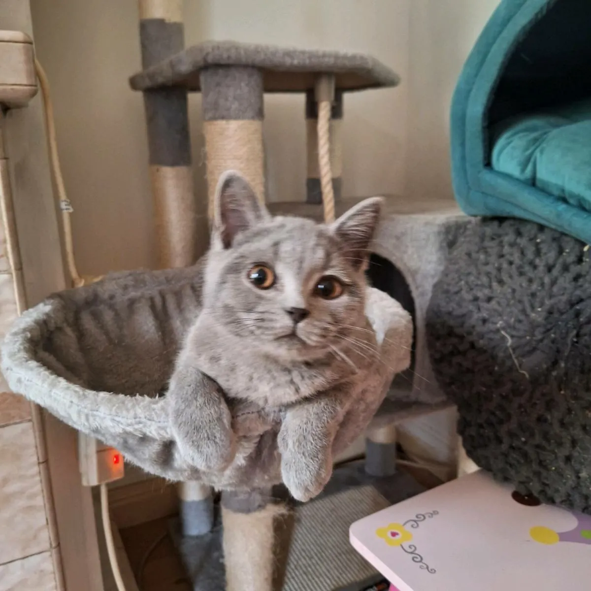 British shorthair kittens  😸 - Image 4