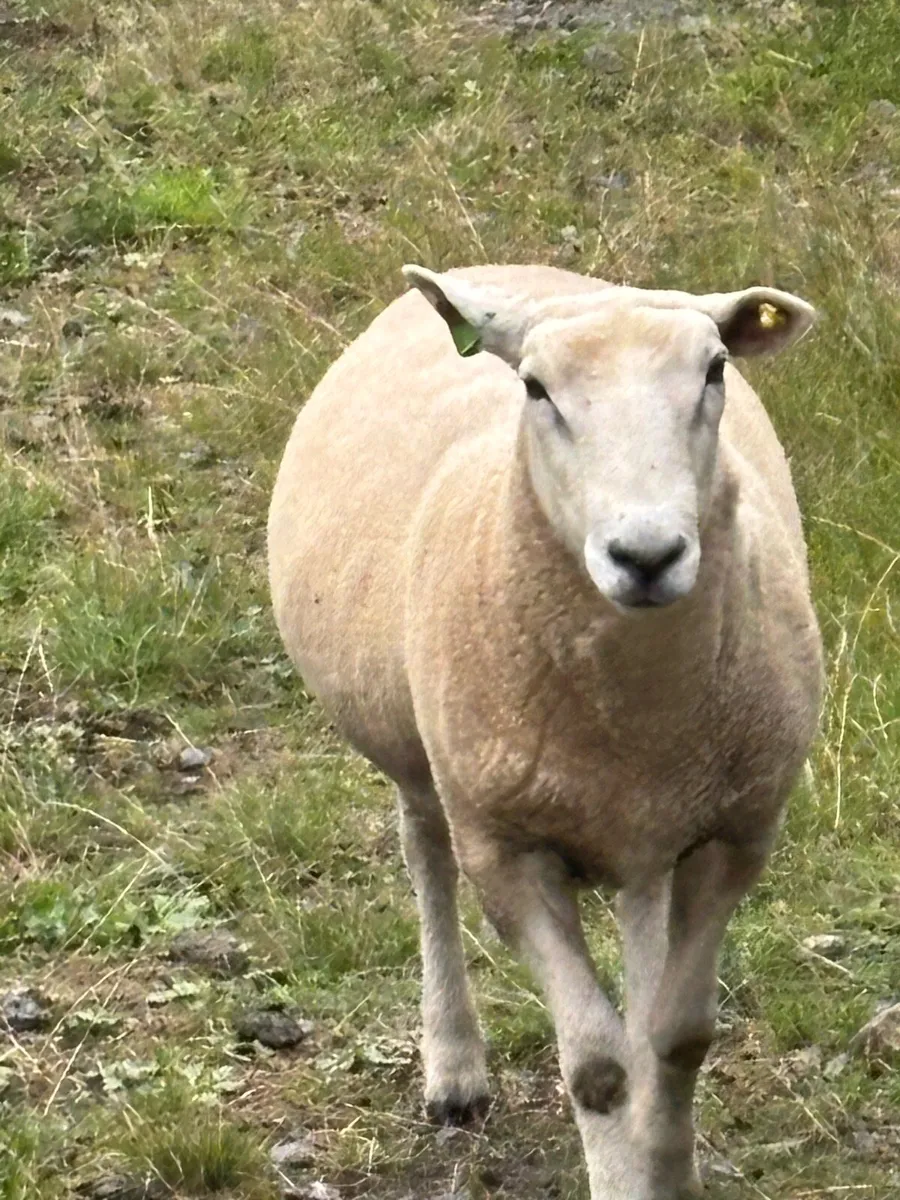Pure bred Registered Pedigree Lleyn shearling rams - Image 1