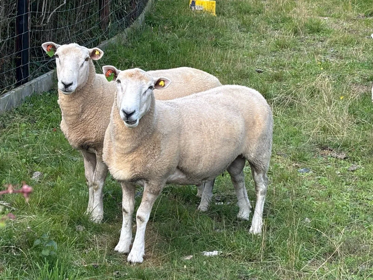 Pure bred Registered Pedigree Lleyn shearling rams - Image 2