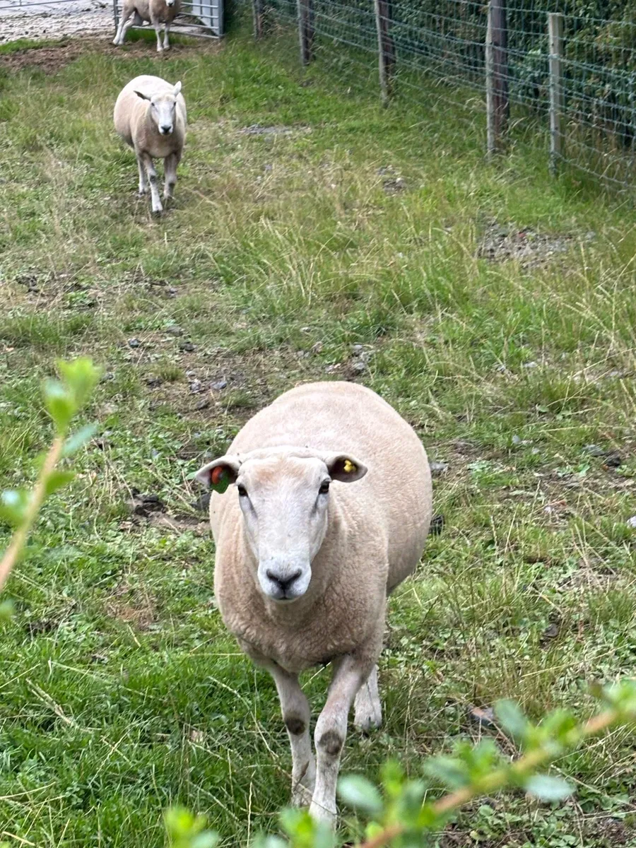 Pure bred Registered Pedigree Lleyn shearling rams - Image 3