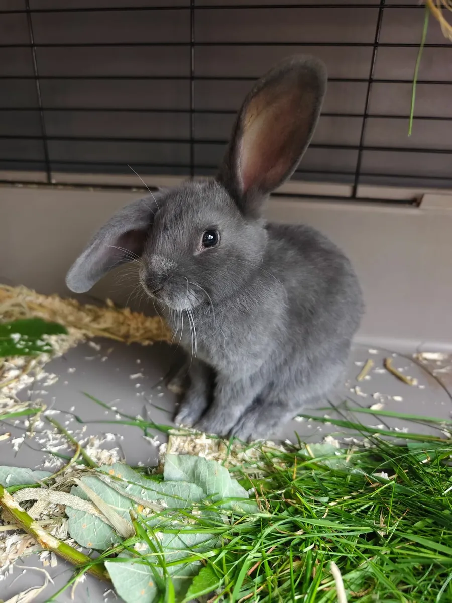 Adorable Baby Bunny For Sale - Image 1