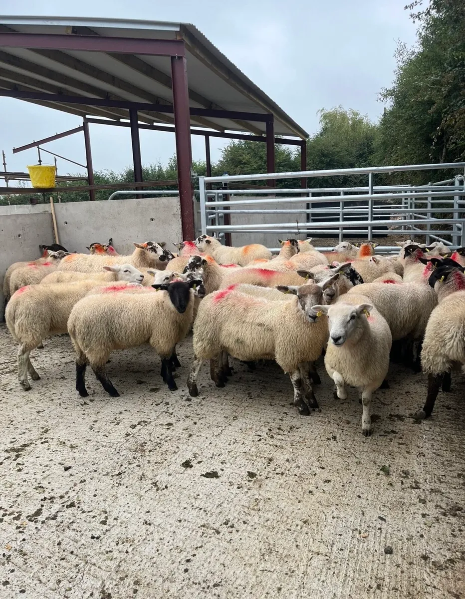 43 super ewe lambs for sale - Image 1