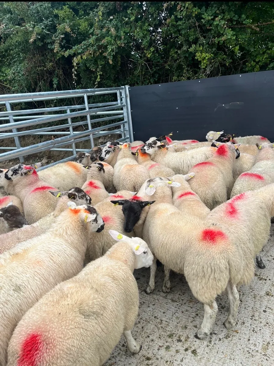 43 super ewe lambs for sale - Image 2