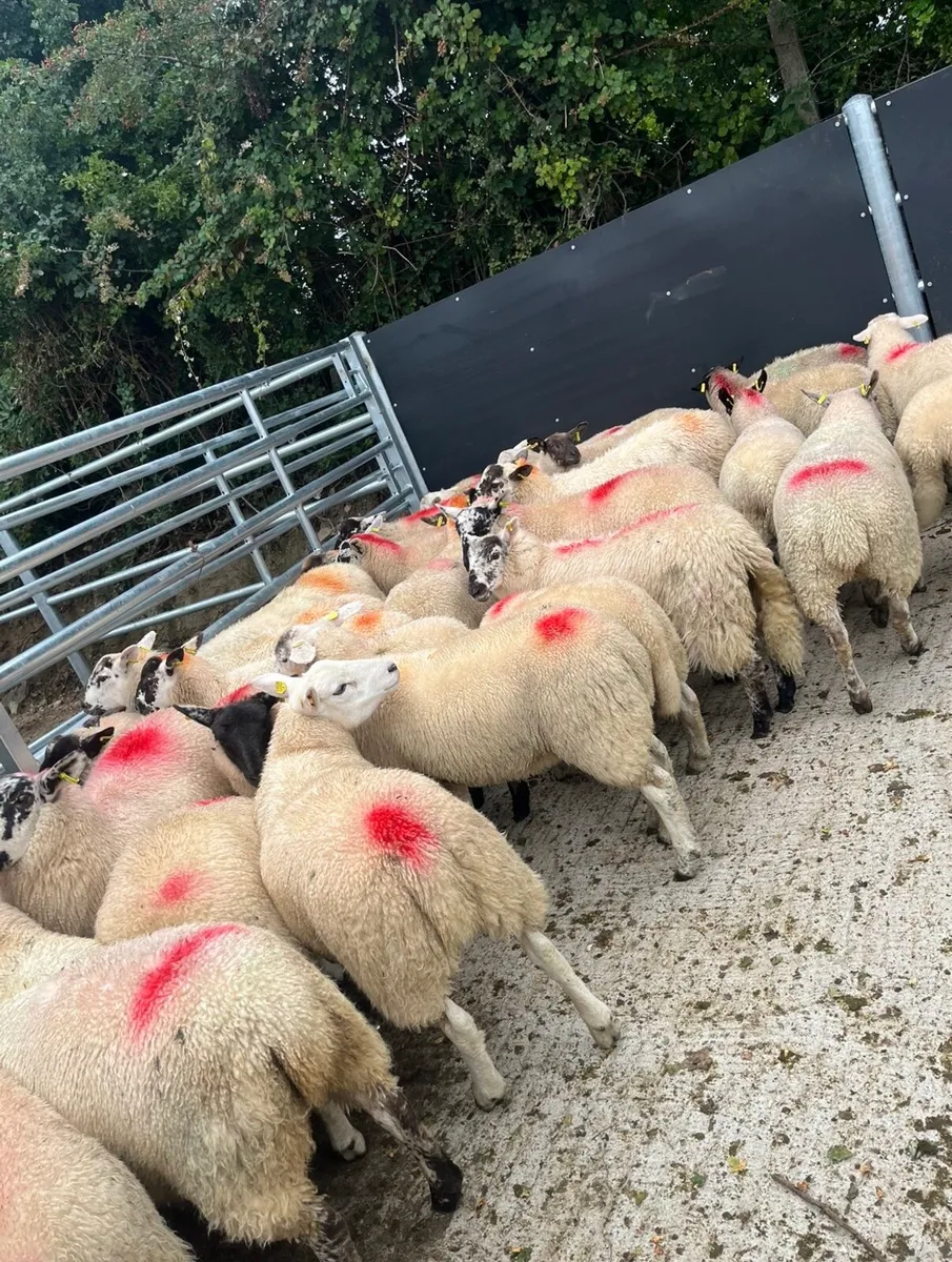 43 super ewe lambs for sale - Image 3