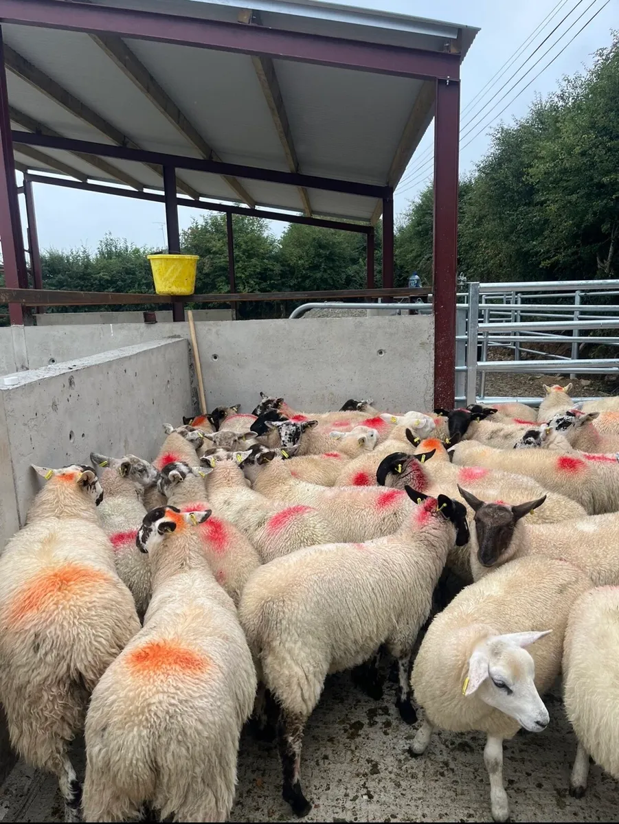 43 super ewe lambs for sale - Image 4