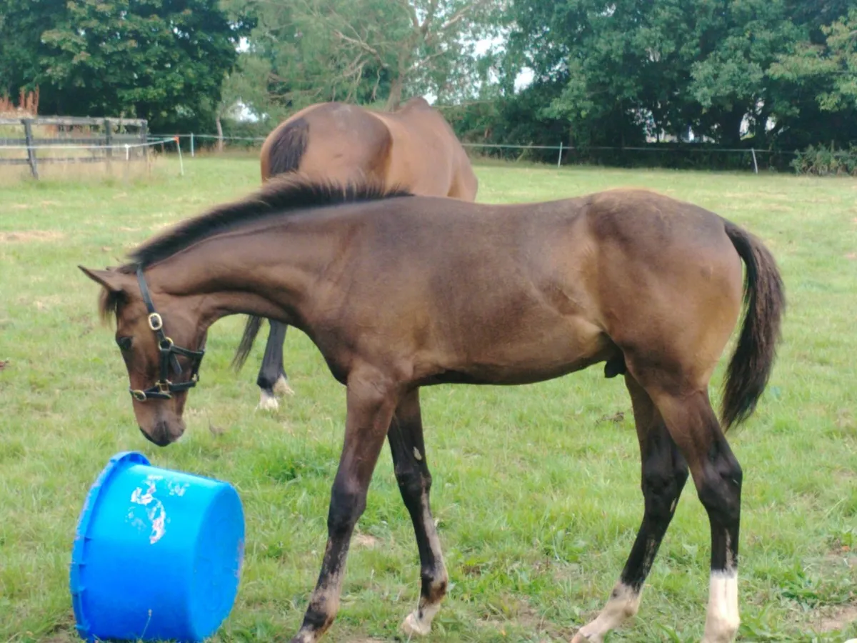 Diamond Boy Colt - Image 1