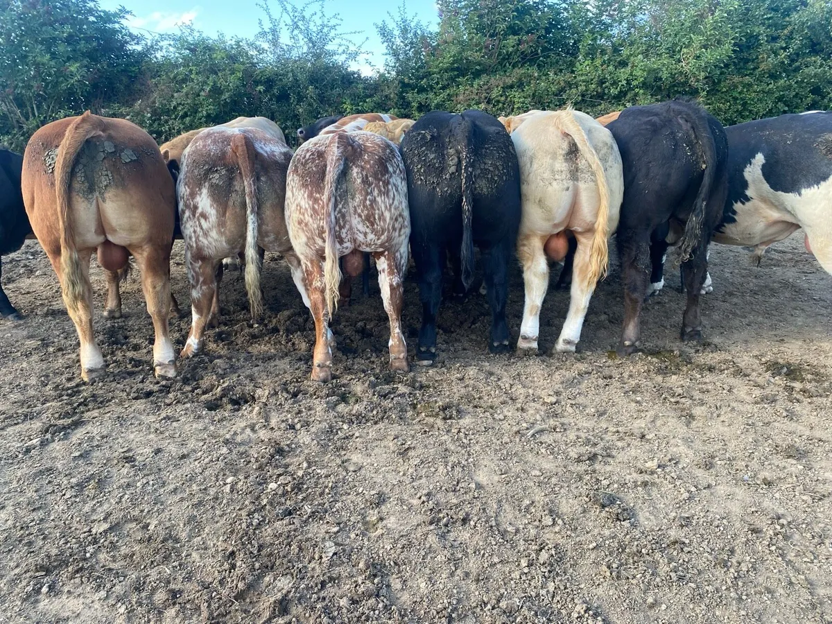Weanlings - Image 1