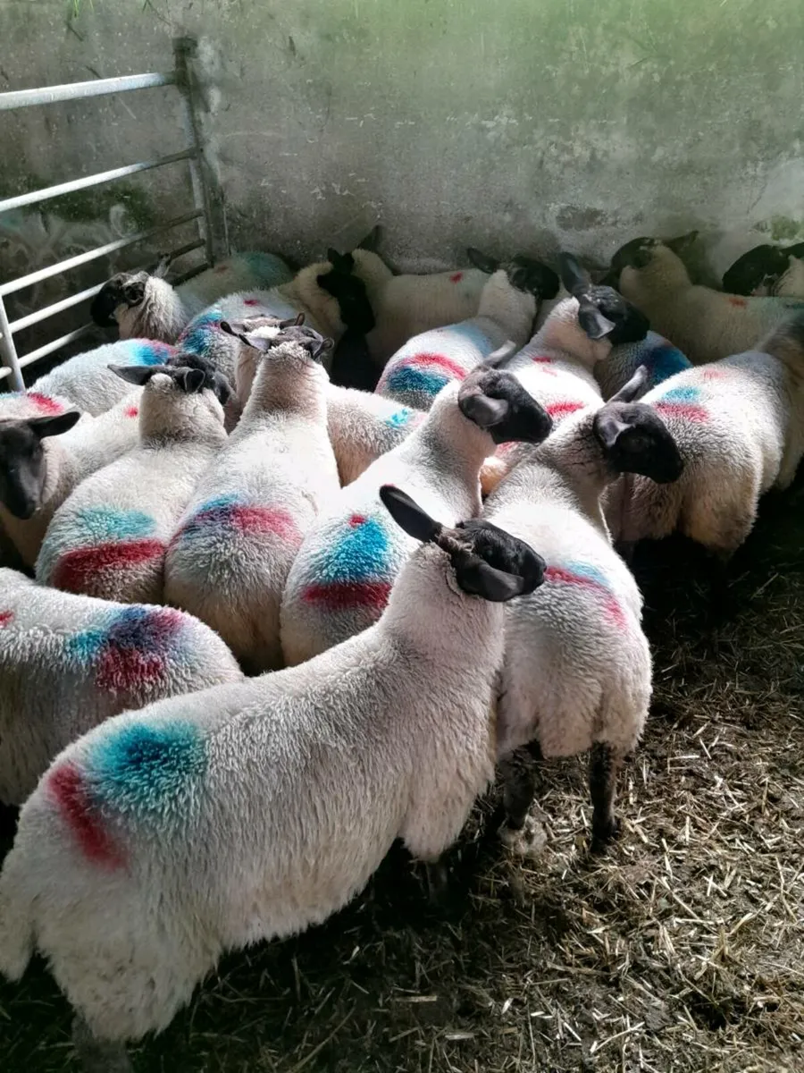 Sheep - Image 1